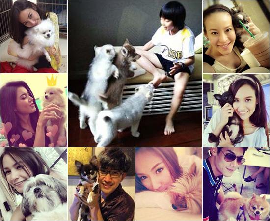 มามะ มาดู..สัตว์เลี้ยงคู่หูของเหล่าดารา