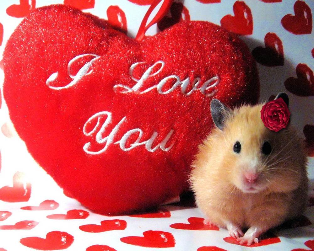 (Love&Valentine)3D-Wallpapers-Backgroundsภาพพื้นหลัง พักหน้าจอ No.14