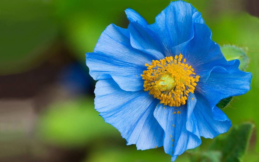 ภาพดอกไม้สวยๆ HD-3D-Wallpapers-Backgrounds (Flower)ภาพพื้นหลัง พักหน้าจอ No.1