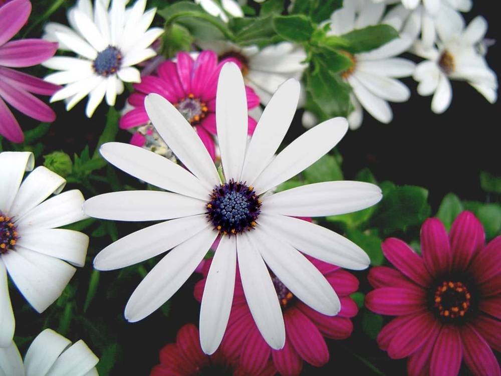 ภาพดอกไม้สวยๆ HD-3D-Wallpapers-Backgrounds (Flower)ภาพพื้นหลัง พักหน้าจอ No.1