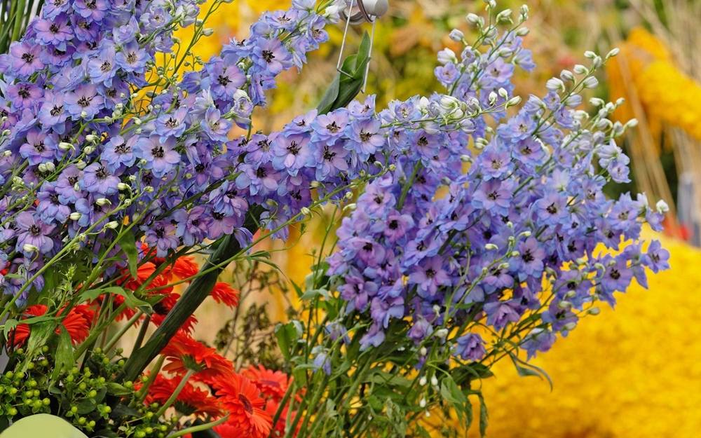 ภาพดอกไม้สวยๆ HD-3D-Wallpapers-Backgrounds (Flower)ภาพพื้นหลัง พักหน้าจอ No.1