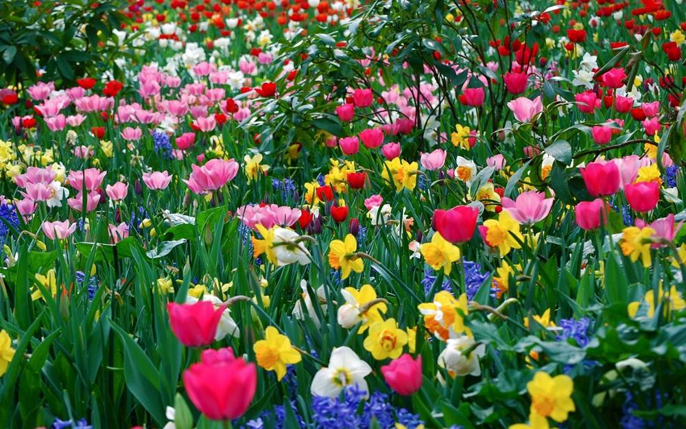 ภาพดอกไม้สวยๆ HD-3D-Wallpapers-Backgrounds (Flower)ภาพพื้นหลัง พักหน้าจอ No.1