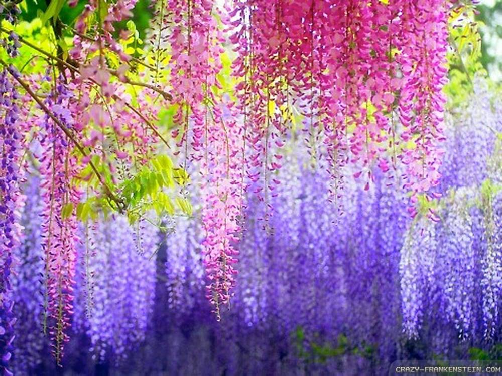 ภาพดอกไม้สวยๆ HD-3D-Wallpapers-Backgrounds (Flower)ภาพพื้นหลัง พักหน้าจอ No.1