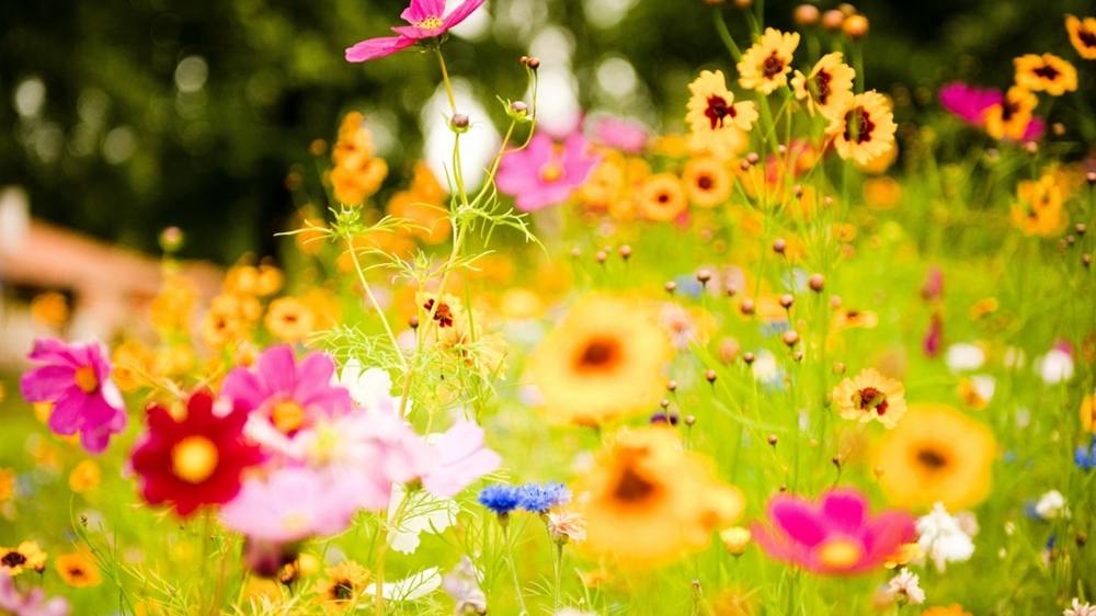 ภาพดอกไม้สวยๆ HD-3D-Wallpapers-Backgrounds (Flower)ภาพพื้นหลัง พักหน้าจอ No.1