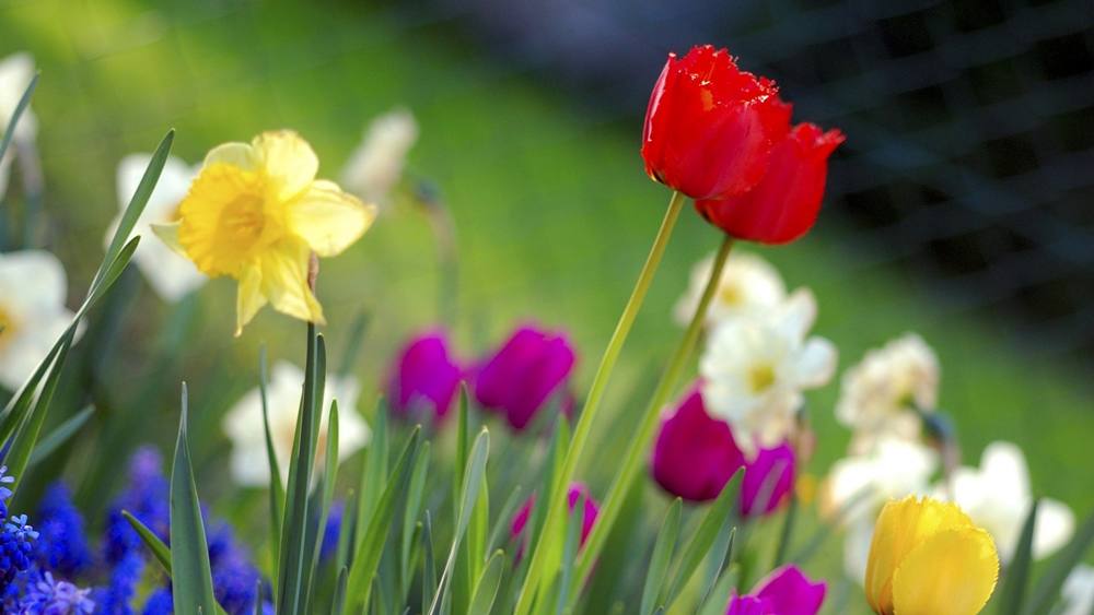 ภาพดอกไม้สวยๆ HD-3D-Wallpapers-Backgrounds (Flower)ภาพพื้นหลัง พักหน้าจอ No.1
