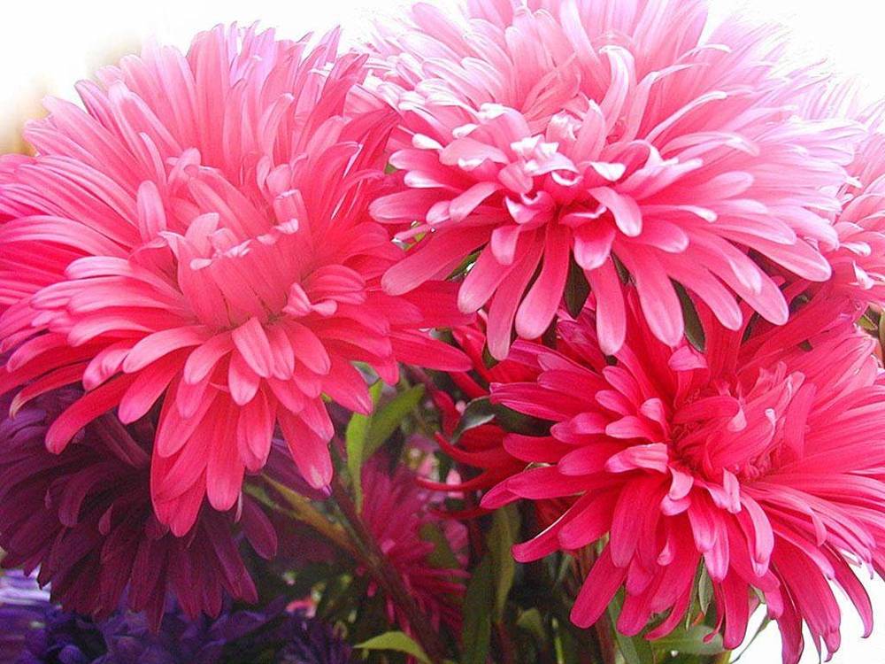 ภาพดอกไม้สวยๆ HD-3D-Wallpapers-Backgrounds (Flower)ภาพพื้นหลัง พักหน้าจอ No.1
