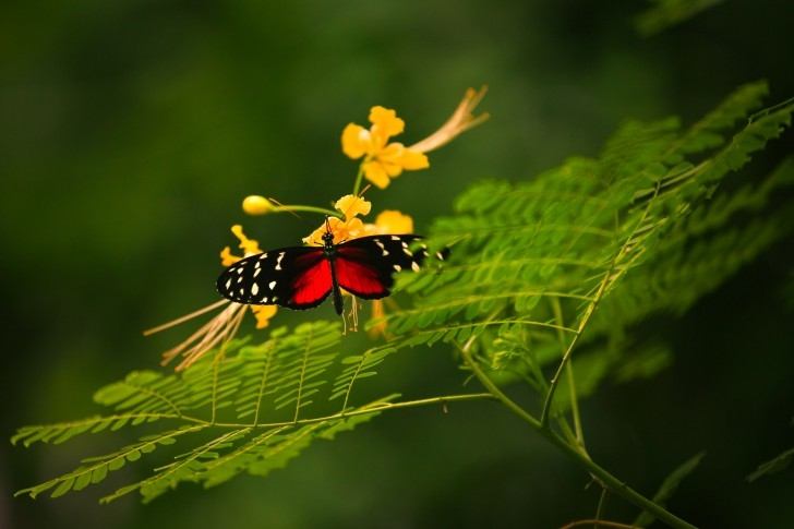 ภาพดอกไม้สวยๆ HD-3D-Wallpapers-Backgrounds (Flower)ภาพพื้นหลัง พักหน้าจอ No.1
