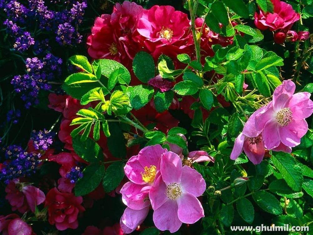 ภาพดอกไม้สวยๆ HD-3D-Wallpapers-Backgrounds (Flower)ภาพพื้นหลัง พักหน้าจอ No.1