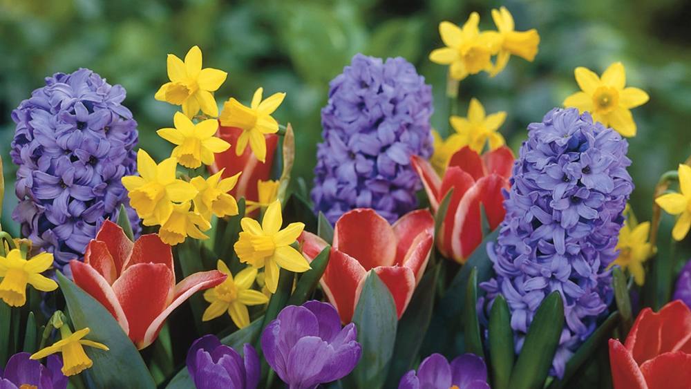 ภาพดอกไม้สวยๆ HD-3D-Wallpapers-Backgrounds (Flower)ภาพพื้นหลัง พักหน้าจอ No.1