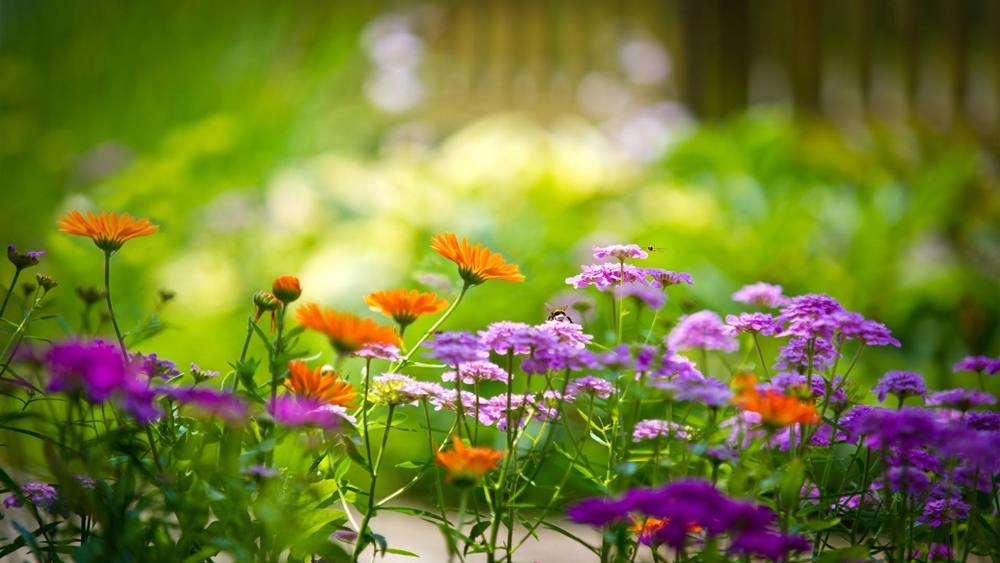 ภาพดอกไม้สวยๆ HD-3D-Wallpapers-Backgrounds (Flower)ภาพพื้นหลัง พักหน้าจอ No.1