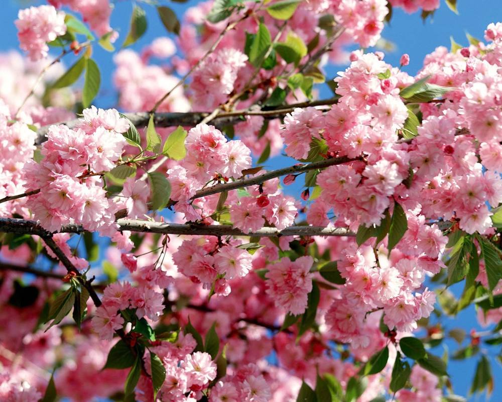 ภาพดอกไม้สวยๆ HD-3D-Wallpapers-Backgrounds (Flower)ภาพพื้นหลัง พักหน้าจอ No.1