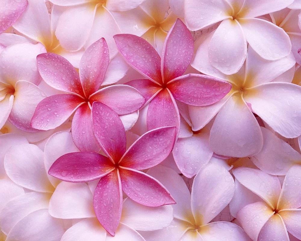 ภาพดอกไม้สวยๆ HD-3D-Wallpapers-Backgrounds (Flower)ภาพพื้นหลัง พักหน้าจอ No.1