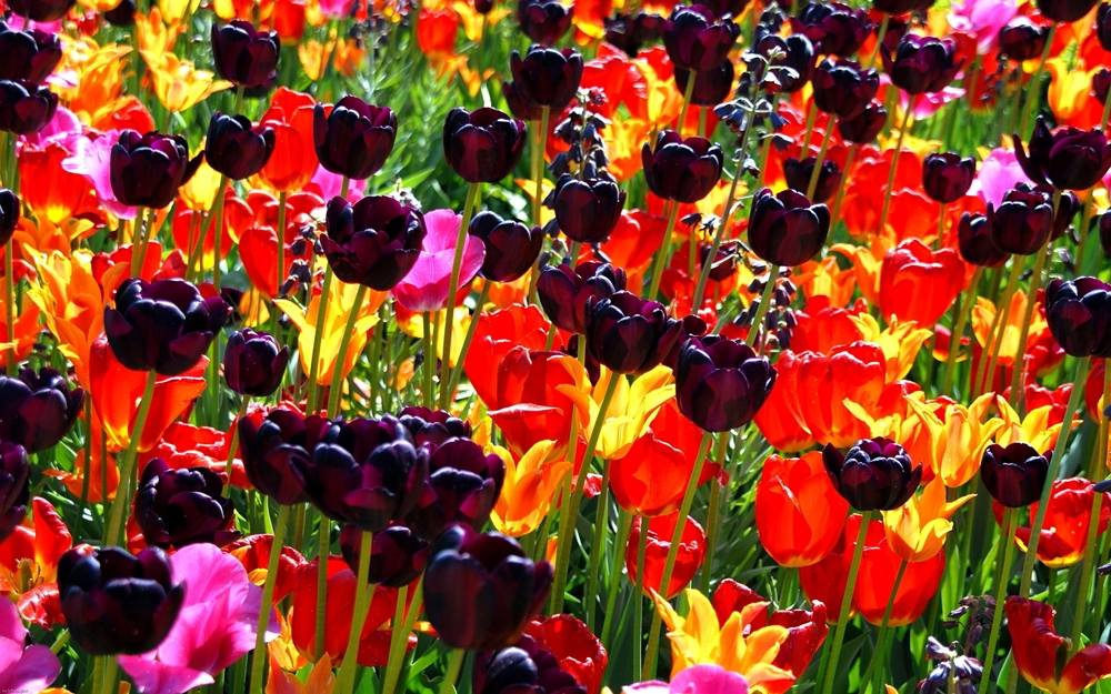 ภาพดอกไม้สวยๆ HD-3D-Wallpapers-Backgrounds (Flower)ภาพพื้นหลัง พักหน้าจอ No.1