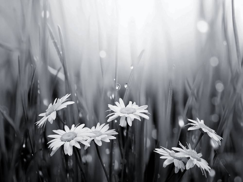 ภาพดอกไม้สวยๆ HD-3D-Wallpapers-Backgrounds (Flower)ภาพพื้นหลัง พักหน้าจอ No.1