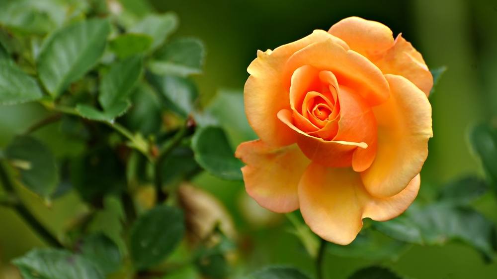 ภาพดอกไม้สวยๆ HD-3D-Wallpapers-Backgrounds (Flower)ภาพพื้นหลัง พักหน้าจอ No.2