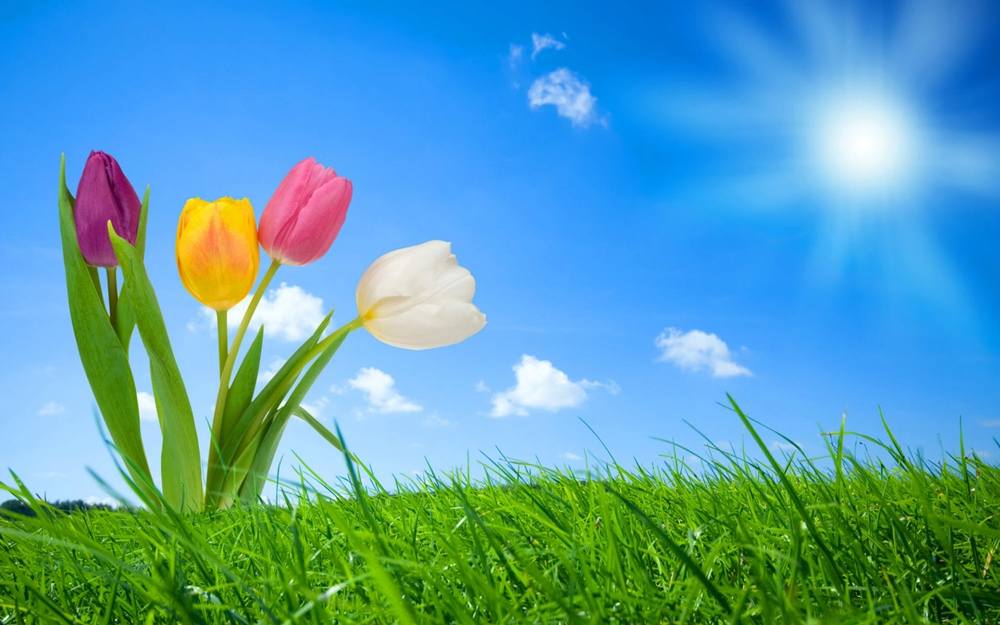 ภาพดอกไม้สวยๆ HD-3D-Wallpapers-Backgrounds (Flower)ภาพพื้นหลัง พักหน้าจอ No.2