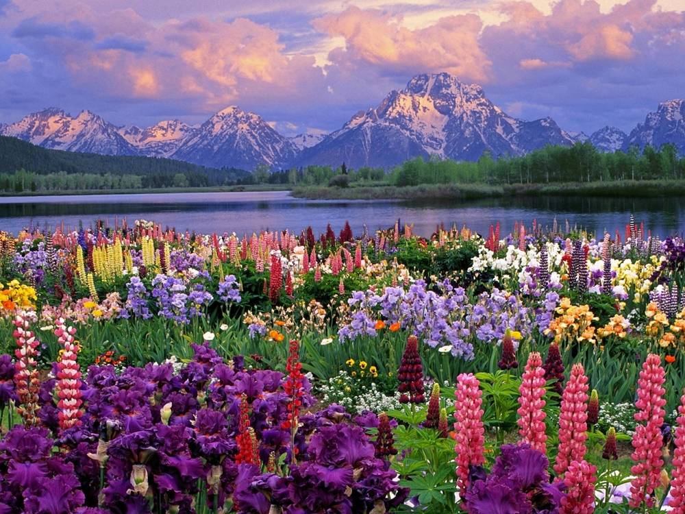 ภาพดอกไม้สวยๆ HD-3D-Wallpapers-Backgrounds (Flower)ภาพพื้นหลัง พักหน้าจอ No.2