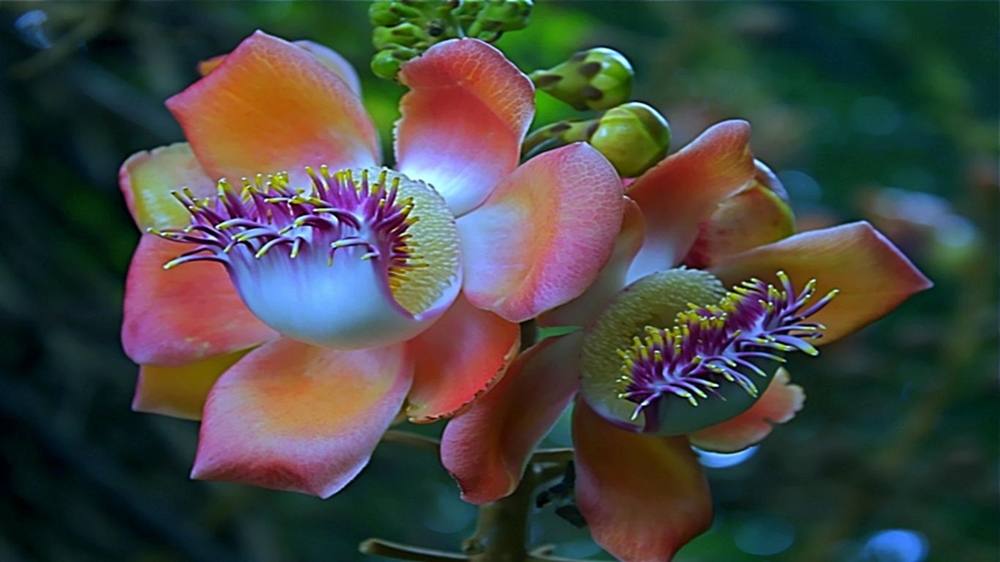 ภาพดอกไม้สวยๆ HD-3D-Wallpapers-Backgrounds (Flower)ภาพพื้นหลัง พักหน้าจอ No.2