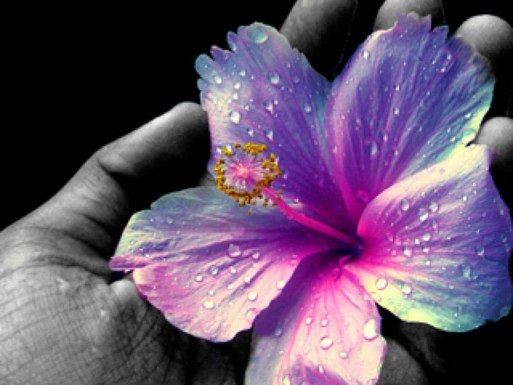 ภาพดอกไม้สวยๆ HD-3D-Wallpapers-Backgrounds (Flower)ภาพพื้นหลัง พักหน้าจอ No.2