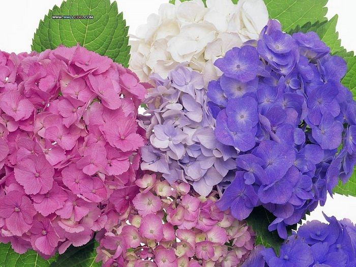 ภาพดอกไม้สวยๆ HD-3D-Wallpapers-Backgrounds (Flower)ภาพพื้นหลัง พักหน้าจอ No.2