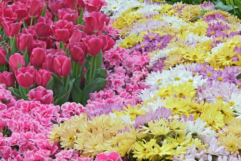 ภาพดอกไม้สวยๆ HD-3D-Wallpapers-Backgrounds (Flower)ภาพพื้นหลัง พักหน้าจอ No.2