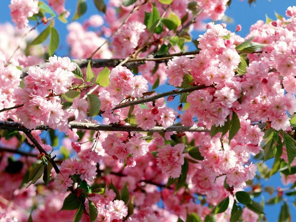 ภาพดอกไม้สวยๆ HD-3D-Wallpapers-Backgrounds (Flower)ภาพพื้นหลัง พักหน้าจอ No.2
