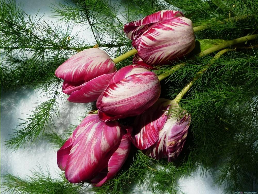 ภาพดอกไม้สวยๆ HD-3D-Wallpapers-Backgrounds (Flower)ภาพพื้นหลัง พักหน้าจอ No.2