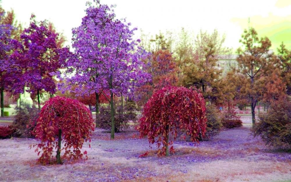 ภาพดอกไม้สวยๆ HD-3D-Wallpapers-Backgrounds (Flower)ภาพพื้นหลัง พักหน้าจอ No.2