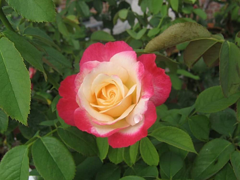 ภาพดอกไม้สวยๆ HD-3D-Wallpapers-Backgrounds (Flower)ภาพพื้นหลัง พักหน้าจอ No.2