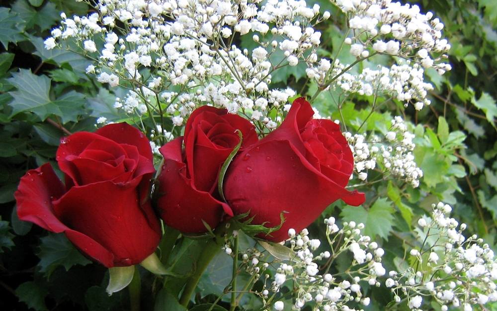 ภาพดอกไม้สวยๆ HD-3D-Wallpapers-Backgrounds (Flower)ภาพพื้นหลัง พักหน้าจอ No.2