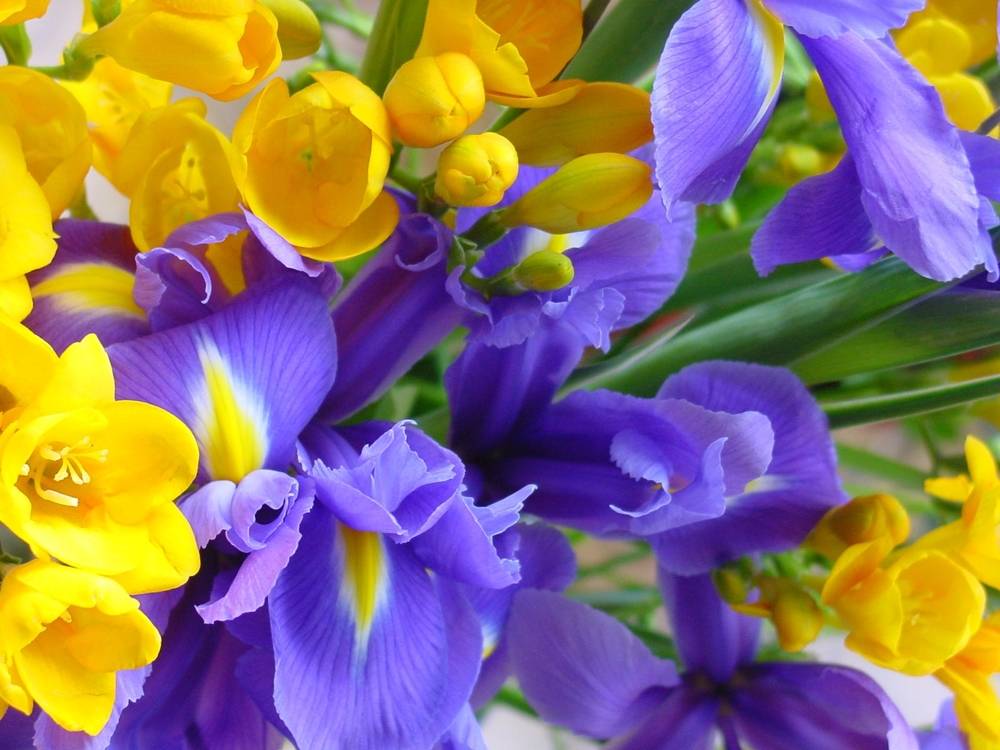ภาพดอกไม้สวยๆ HD-3D-Wallpapers-Backgrounds (Flower)ภาพพื้นหลัง พักหน้าจอ No.2