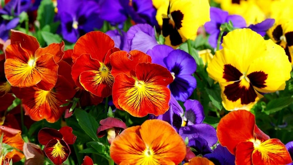 ภาพดอกไม้สวยๆ HD-3D-Wallpapers-Backgrounds (Flower)ภาพพื้นหลัง พักหน้าจอ No.2