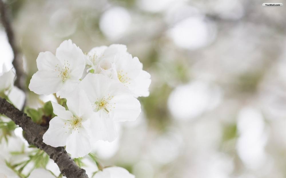 ภาพดอกไม้สวยๆ HD-3D-Wallpapers-Backgrounds (Flower)ภาพพื้นหลัง พักหน้าจอ No.2