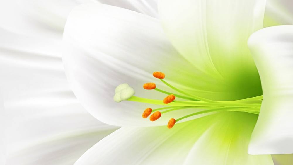 ภาพดอกไม้สวยๆ HD-3D-Wallpapers-Backgrounds (Flower)ภาพพื้นหลัง พักหน้าจอ No.2