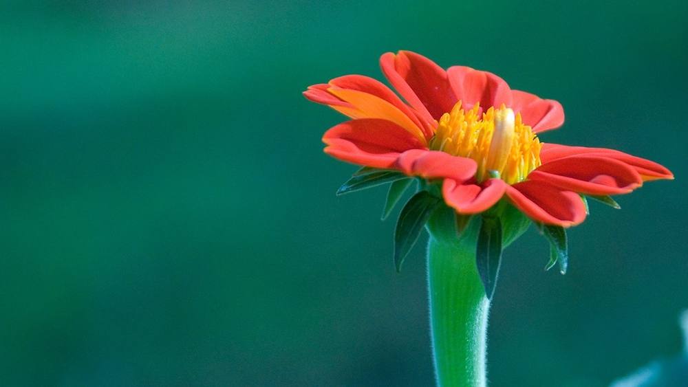 ภาพดอกไม้สวยๆ HD-3D-Wallpapers-Backgrounds (Flower)ภาพพื้นหลัง พักหน้าจอ No.2