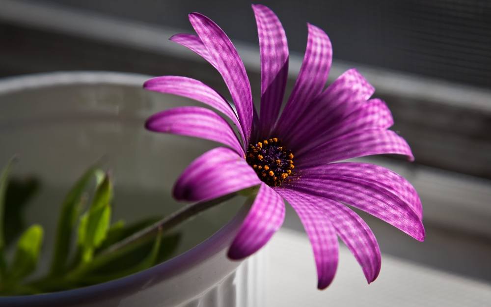 ภาพดอกไม้สวยๆ HD-3D-Wallpapers-Backgrounds (Flower)ภาพพื้นหลัง พักหน้าจอ No.2