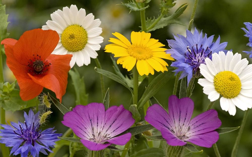 ภาพดอกไม้สวยๆ HD-3D-Wallpapers-Backgrounds (Flower)ภาพพื้นหลัง พักหน้าจอ No.2