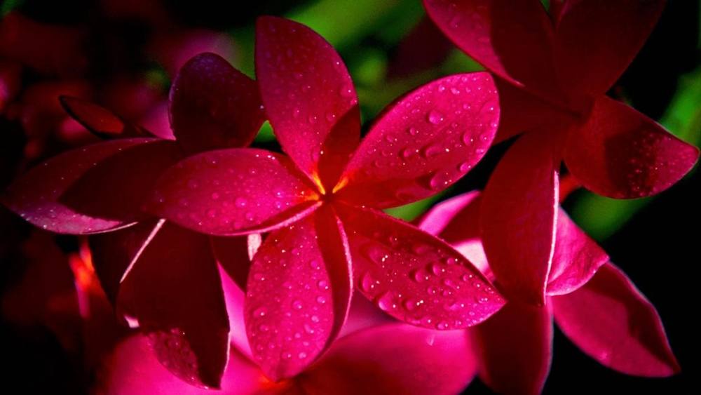ภาพดอกไม้สวยๆ HD-3D-Wallpapers-Backgrounds (Flower)ภาพพื้นหลัง พักหน้าจอ No.2