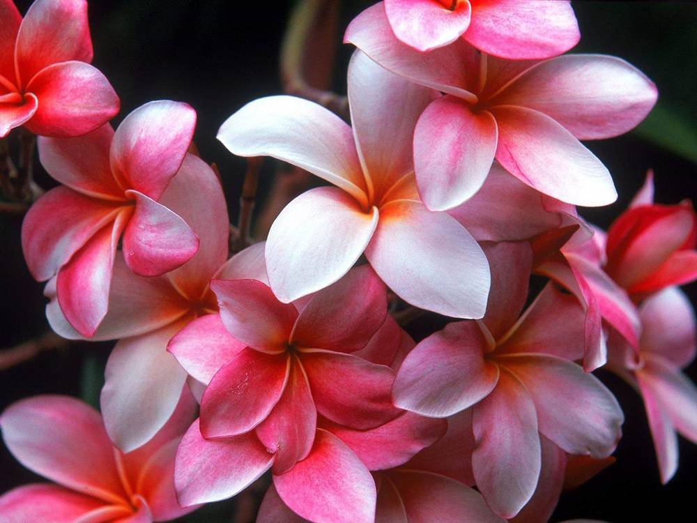 ภาพดอกไม้สวยๆ HD-3D-Wallpapers-Backgrounds (Flower)ภาพพื้นหลัง พักหน้าจอ No.2
