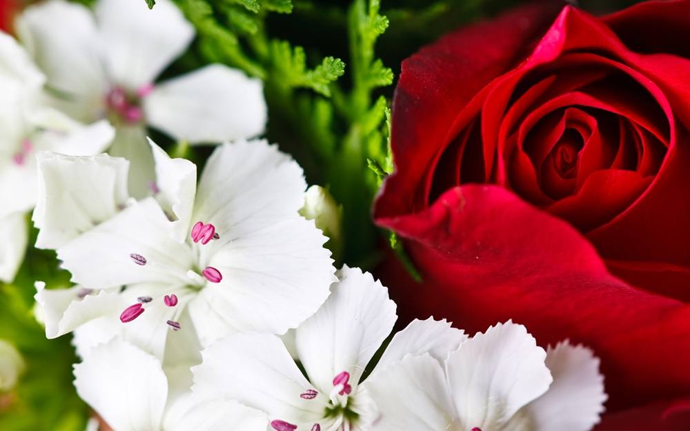 ภาพดอกไม้สวยๆ HD-3D-Wallpapers-Backgrounds (Flower)ภาพพื้นหลัง พักหน้าจอ No.2