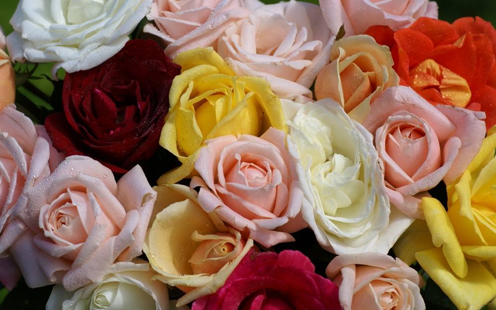 ภาพดอกไม้สวยๆ HD-3D-Wallpapers-Backgrounds (Flower)ภาพพื้นหลัง พักหน้าจอ No.3