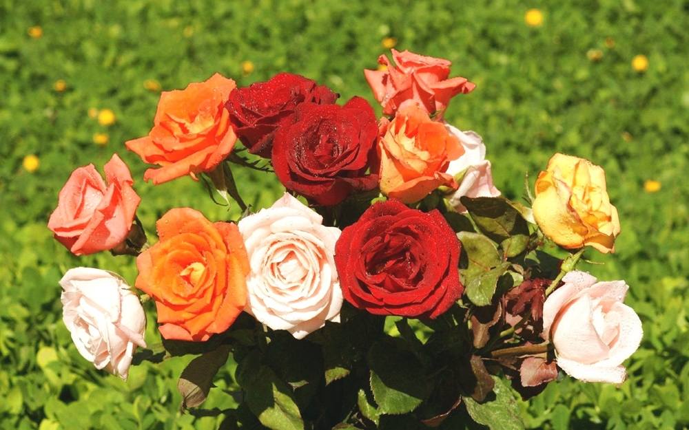 ภาพดอกไม้สวยๆ HD-3D-Wallpapers-Backgrounds (Flower)ภาพพื้นหลัง พักหน้าจอ No.3