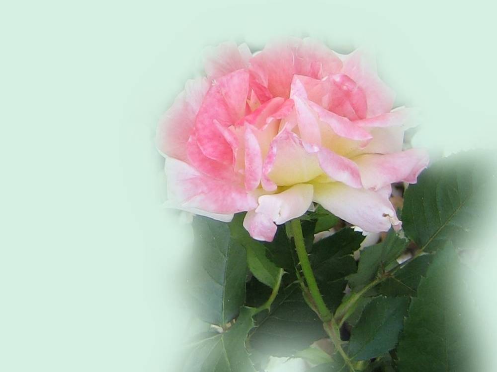 ภาพดอกไม้สวยๆ HD-3D-Wallpapers-Backgrounds (Flower)ภาพพื้นหลัง พักหน้าจอ No.3