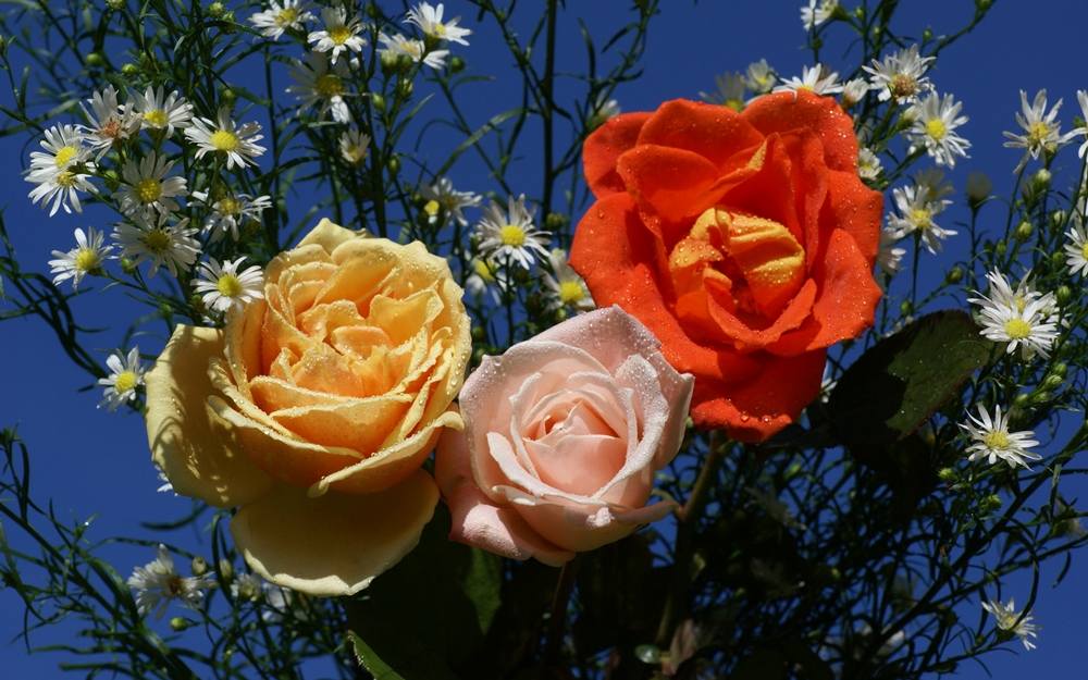 ภาพดอกไม้สวยๆ HD-3D-Wallpapers-Backgrounds (Flower)ภาพพื้นหลัง พักหน้าจอ No.3