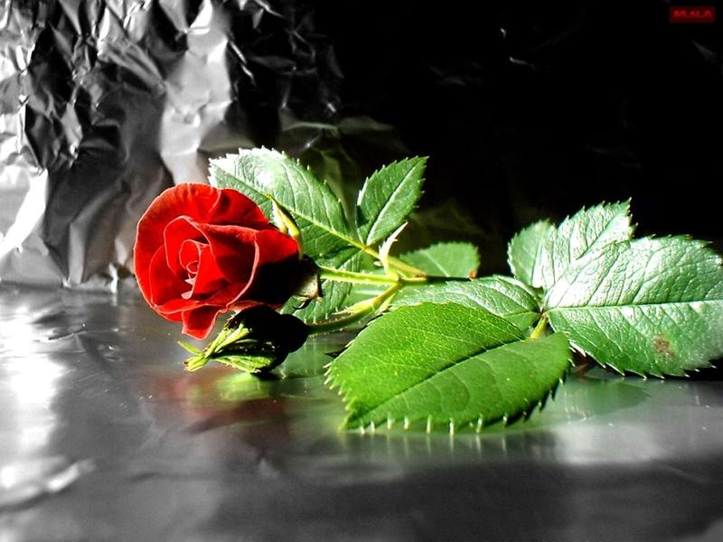 ภาพดอกไม้สวยๆ HD-3D-Wallpapers-Backgrounds (Flower)ภาพพื้นหลัง พักหน้าจอ No.3