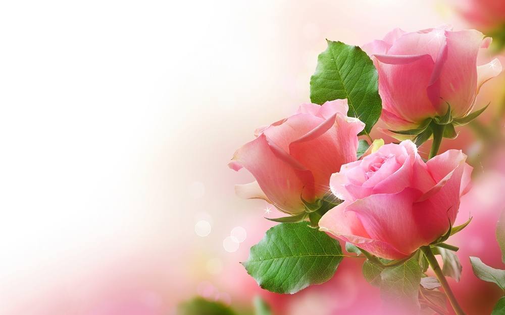 ภาพดอกไม้สวยๆ HD-3D-Wallpapers-Backgrounds (Flower)ภาพพื้นหลัง พักหน้าจอ No.3