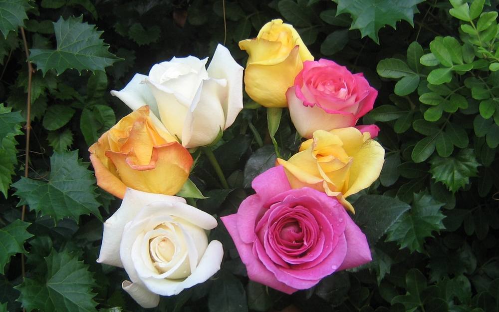 ภาพดอกไม้สวยๆ HD-3D-Wallpapers-Backgrounds (Flower)ภาพพื้นหลัง พักหน้าจอ No.3