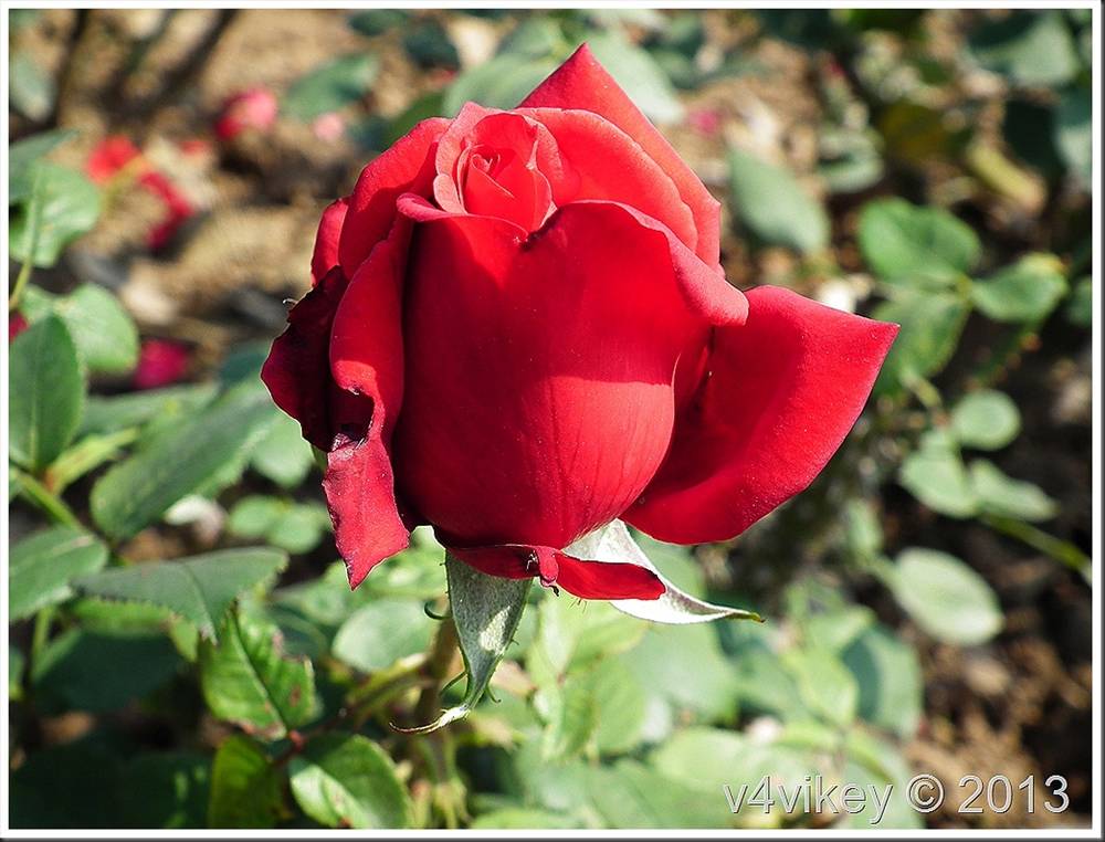 ภาพดอกไม้สวยๆ HD-3D-Wallpapers-Backgrounds (Flower)ภาพพื้นหลัง พักหน้าจอ No.3