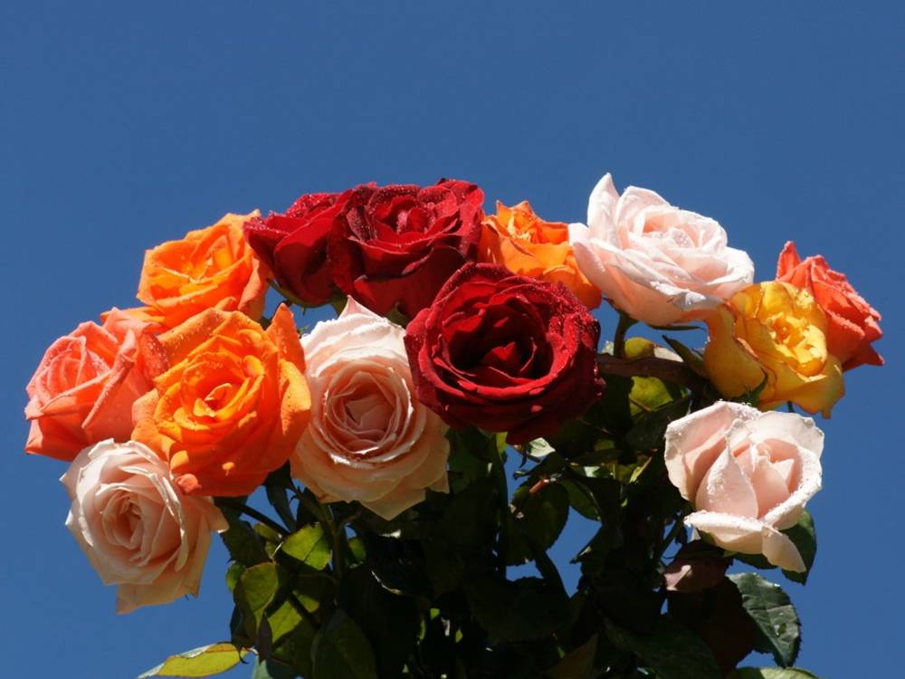 ภาพดอกไม้สวยๆ HD-3D-Wallpapers-Backgrounds (Flower)ภาพพื้นหลัง พักหน้าจอ No.3