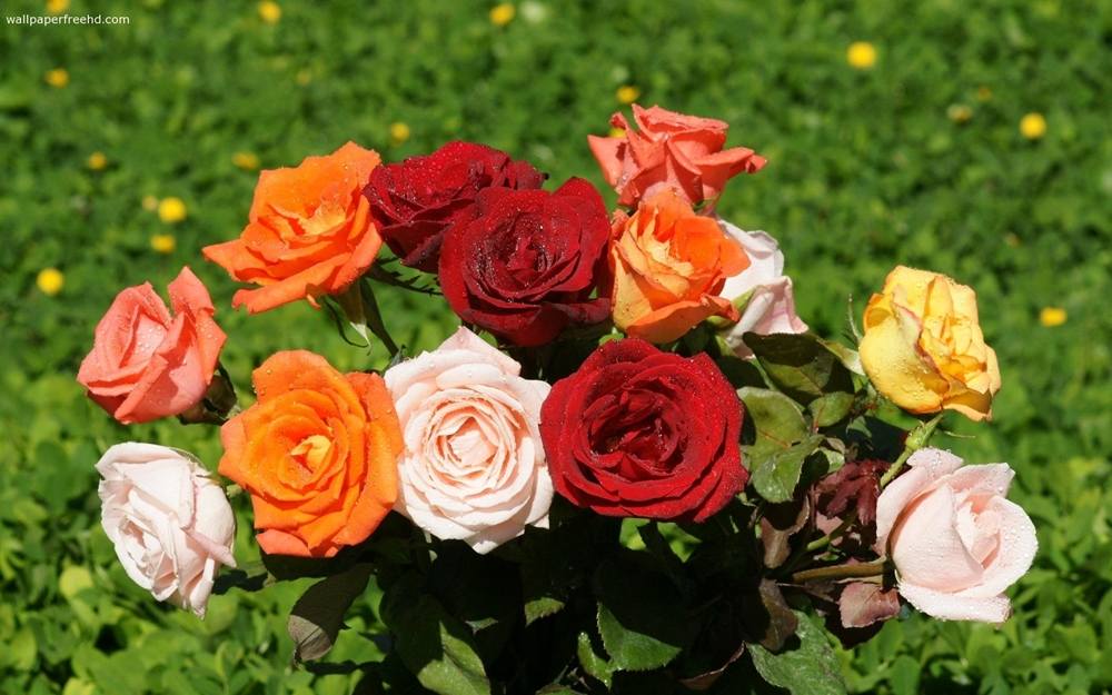 ภาพดอกไม้สวยๆ HD-3D-Wallpapers-Backgrounds (Flower)ภาพพื้นหลัง พักหน้าจอ No.3